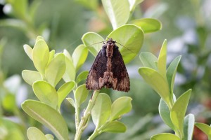 D.scabriuscala-ppc2696.jpg