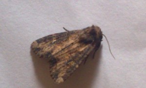 11082010b.jpg