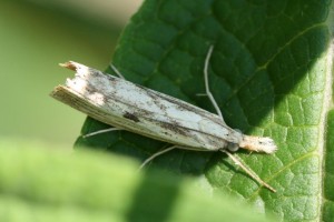 Copie de IMG_0025.jpg