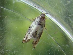 Copie de DSC01145.JPG