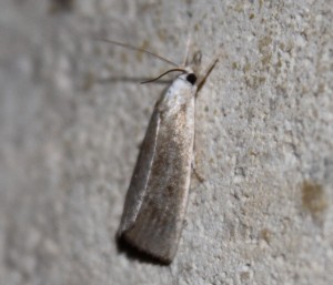 paludella.jpg