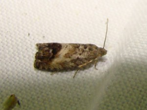 Cydia (Loos en Gohelle).JPG