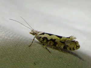 DSC03676.JPG