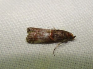 Trachycera advenella (Loos en Gohelle).JPG