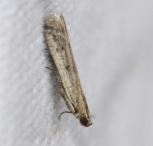 Phycitodes.jpg
