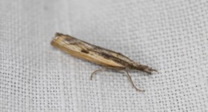 Agriphila.jpg