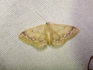 Idaea biselata (Loos en gohelle).JPG