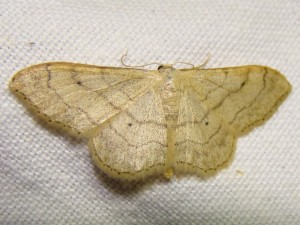Scopula floslactata (Loos en gohelle).JPG
