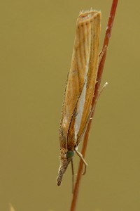 P1060206 a.jpg