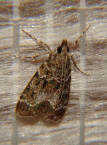 DSC05415.JPG