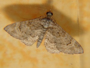 DSC05435.JPG