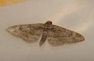 DSC05434.JPG