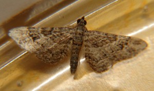 DSC05441.JPG