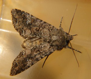 DSC05440.JPG