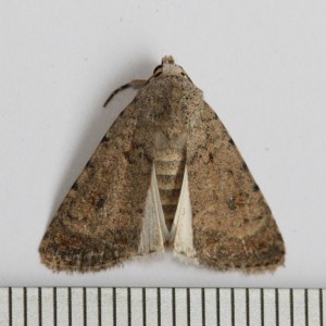 Copie de IMG_0266.jpg