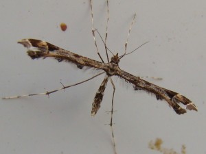 Amblyptilia acanthadactyla (Carvin).JPG