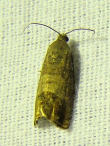 Pammene ochsenheimeriana (Phal).JPG
