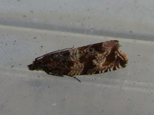 Carvin 070810.JPG