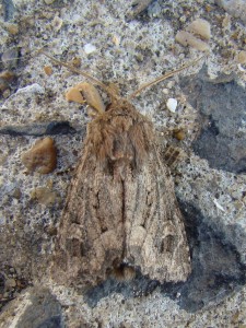 Apamea (Carvin).JPG