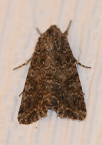 Copie de IMG_0262.jpg