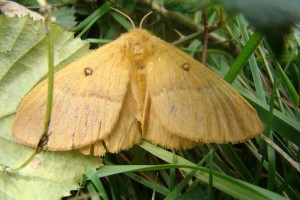 Lasiocampa 15.08.2010.JPG