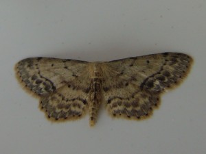 Copie de carvin.JPG