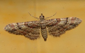 DSC05475.JPG