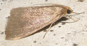 1921 Limacodidae Heterogenea asella Cloporte 07.07.24 (3bis).JPG