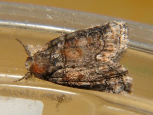 DSC05472.JPG