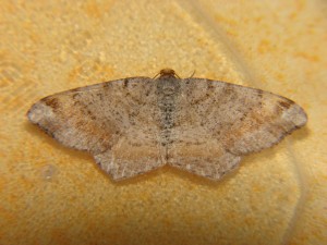 DSC05484.JPG