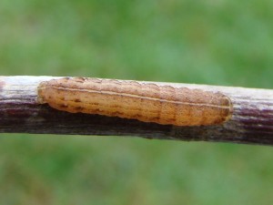 Copie de DSC06235.JPG
