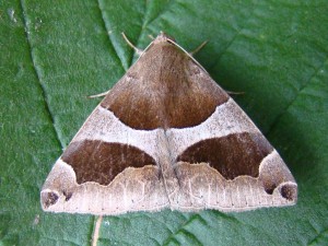Dysgonia algira (Carvin).JPG