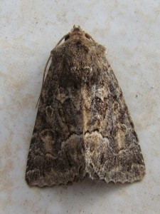 Thalpophila matura (Carvin).JPG