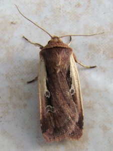 Ochropleura plecta (Carvin).JPG