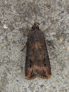 Agrotis ipsilon (Carvin).JPG
