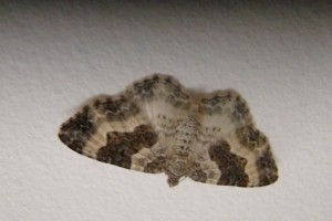 Ligdia adustata.JPG