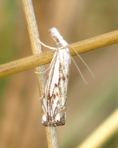 DSC05518.JPG