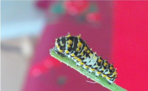 machaon19082010.jpg