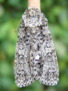 Acronicta megacephala (Carvin).JPG