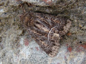 Thalpophila matura (Carvin).JPG
