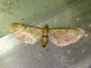 Eupithecia assimilata (Carvin).JPG