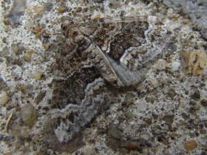 Perizoma bifaciata (Carvin).JPG