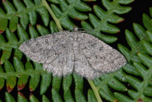 DSC_3682.JPG