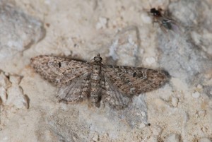 DSC_3676.JPG