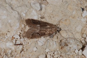 DSC_3671.JPG