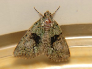 DSC05578.JPG