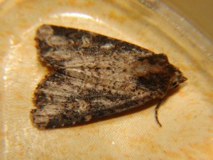 DSC05584.JPG