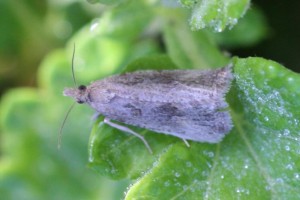 Copie de IMG_0320.jpg