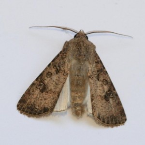 Copie de IMG_0408.jpg