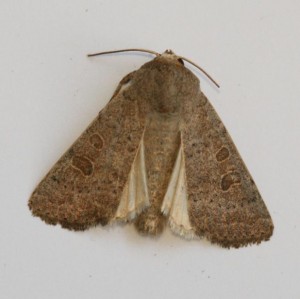 Copie de IMG_0442.jpg